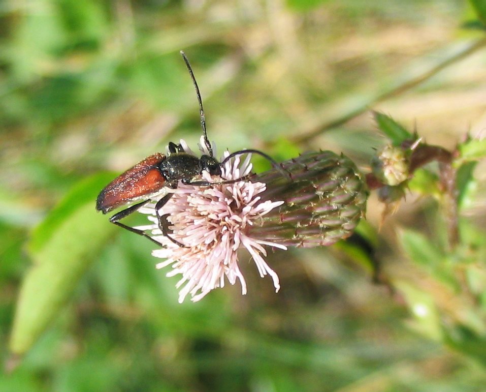 Cerambycidae: Stenurella melanura? bifasciata